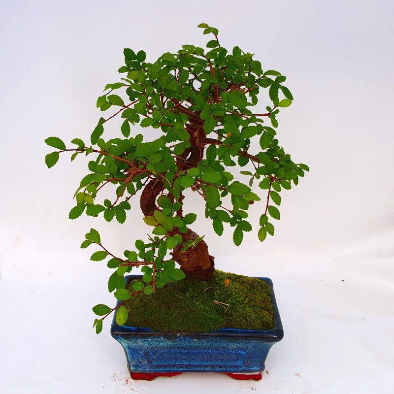 Resultado de imagen de ulmus bonsai