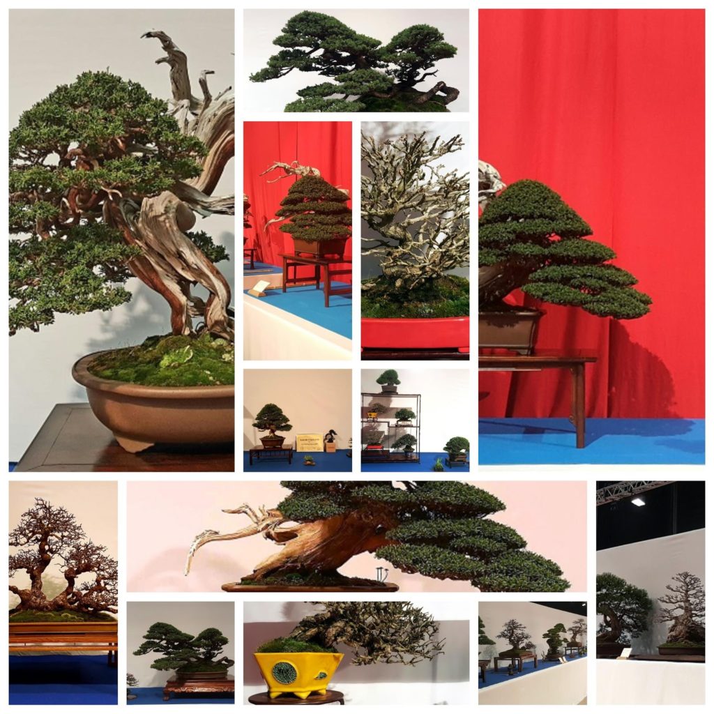 Noelanders Trophy Bonsai 2017 Algunas Fotos De Los Ganadores El