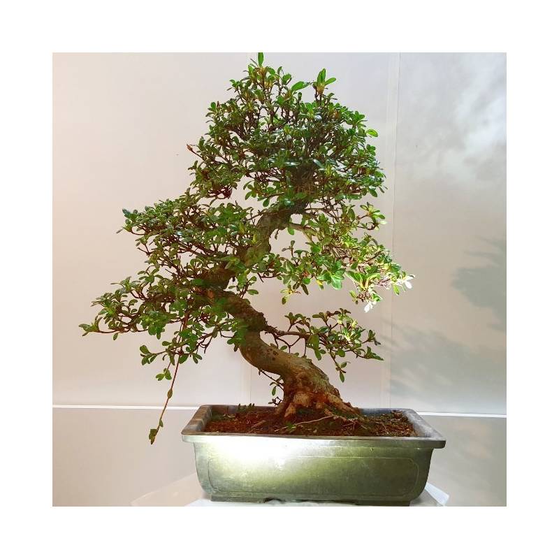 Bonsai de azalea plantado en maceta cuadrada verde | Bonsai Center