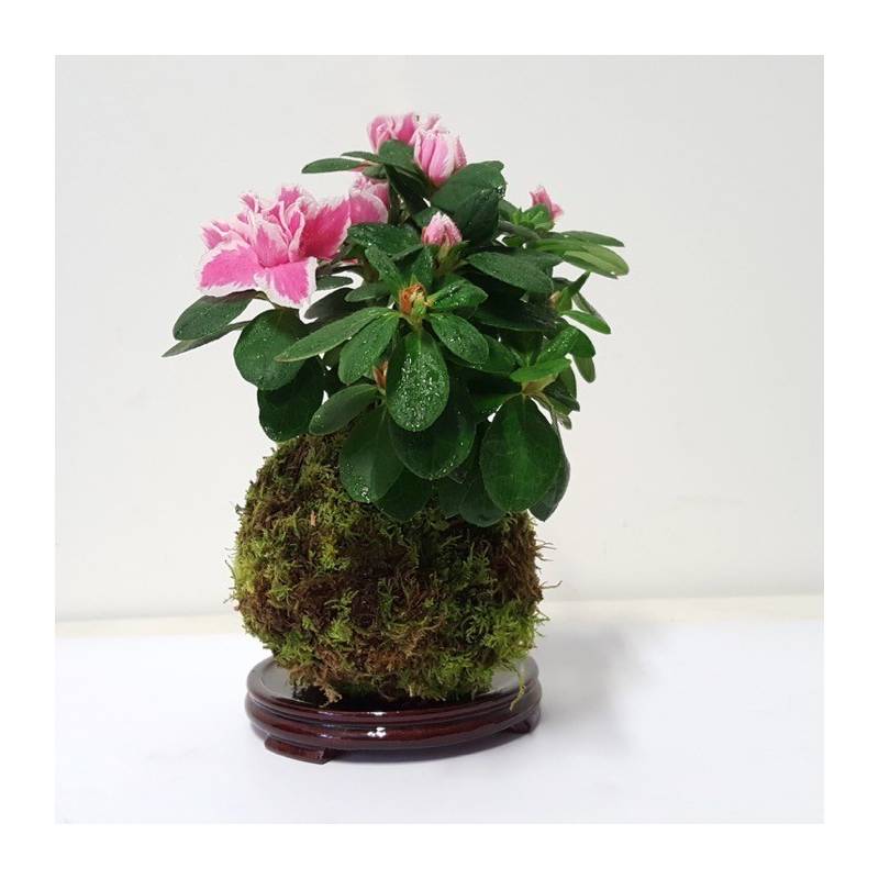 kokedama de azalea rosa y blanca mini