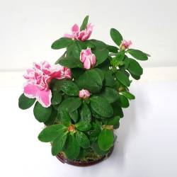 kokedama de azalea rosa y blanca mini