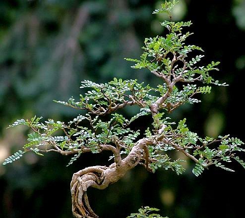 Bonsai center